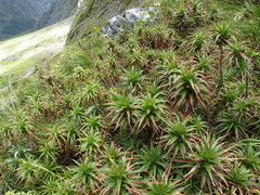 Dracophyllum menziesii