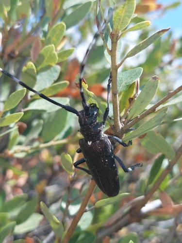 iNaturalist observation photo of White-spotted Sawyer