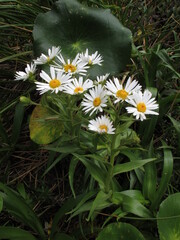 Dolichoglottis scorzoneroides, photograph (c) John Barkla, some rights reserved (CC BY)