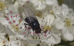 Protophormia terraenovae