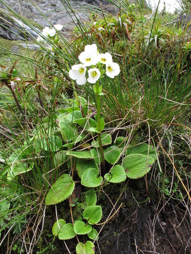 Ourisia macrocarpa