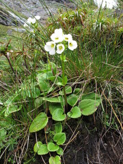 Ourisia macrocarpa