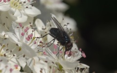 Protophormia terraenovae