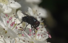 Protophormia terraenovae