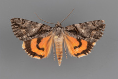 Catocala verrilliana