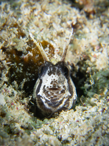 Longhorn blenny (Hypsoblennius exstochilus) — Blenniidae — 4