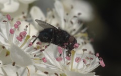 Protophormia terraenovae