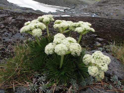 Aciphylla congesta, photograph 1