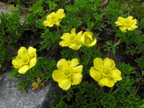 Ranunculus sericophyllus