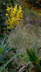 Cyrtochilum pardinum