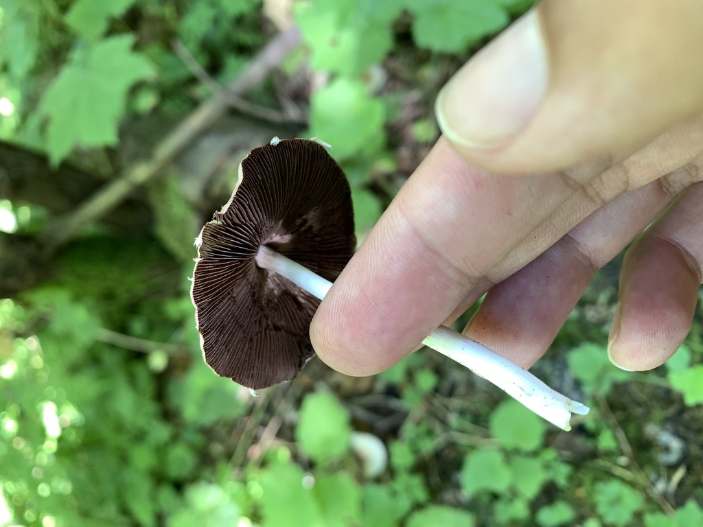 Pale Brittlestem · August 2026 · photo: Photo: (c) Senna Bryce Robeson, some rights reserved (CC BY) · iNaturalist