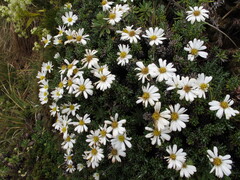 Celmisia ramulosa