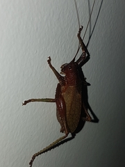 Tettigoniidae