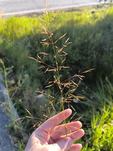 Agrostis gigantea, photograph 4