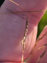 Agrostis gigantea, photograph (c) Yurii Basov, some rights reserved (CC BY)