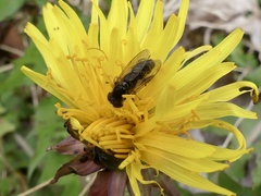 Anasimyia bilinearis
