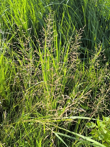 Agrostis gigantea, photograph 6