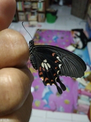 Papilio polytes
