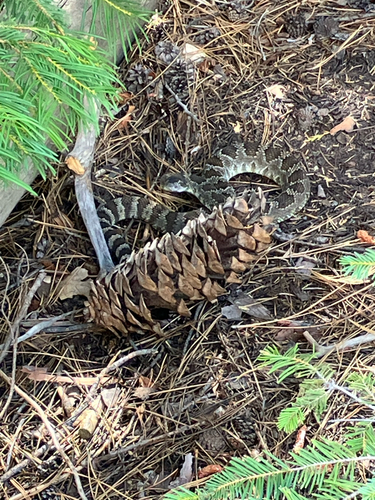 iNaturalist observation photo of Northern Pacific Rattlesnake