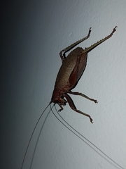 Tettigoniidae