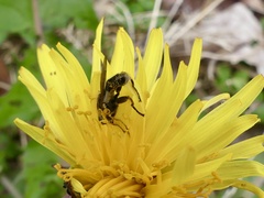 Anasimyia bilinearis