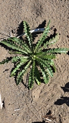 Cirsium brevistylum, photograph author not stated, no rights reserved