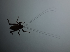 Tettigoniidae