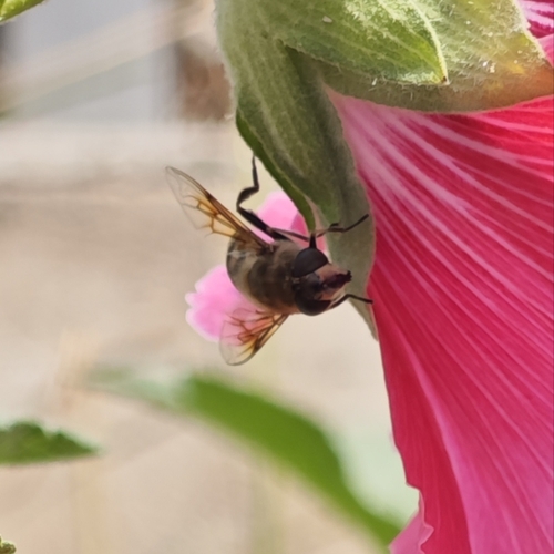 Common Drone Fly