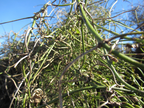 Clematis afoliata, photograph 5