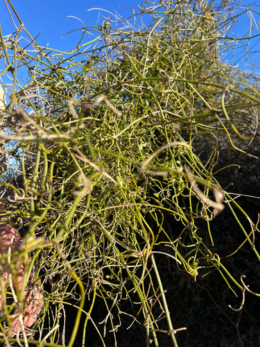 Clematis afoliata, photograph 4