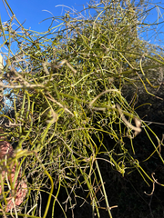 Clematis afoliata, photograph (c) Rock McLaren, some rights reserved (CC BY)