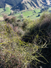 Clematis afoliata, photograph (c) Rock McLaren, some rights reserved (CC BY)
