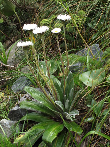 Celmisia semicordata