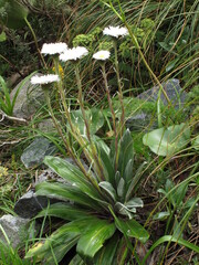 Celmisia semicordata