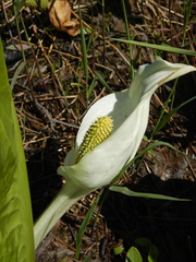 Lysichiton camtschatcensis