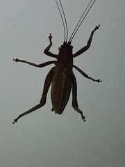 Tettigoniidae