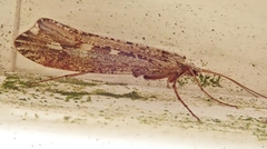 Glyphopsyche irrorata