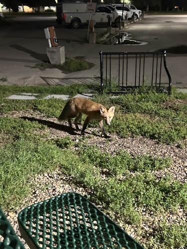 Red Fox