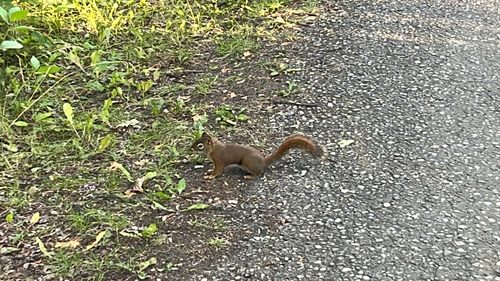 American Red Squirrel