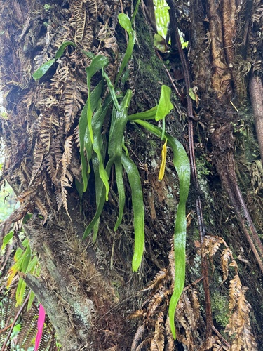 Ophioderma pendulum observed 2026-08-08