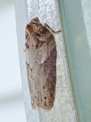 Acleris busckana