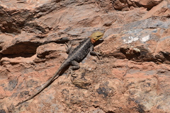 Himalayan Agama photo 2