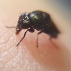 Discomyza