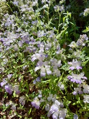 Collinsia concolor