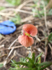 Macroptilium gibbosifolium, photograph (c) birdzilla, some rights reserved (CC BY)