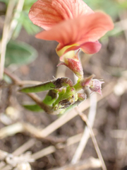 Macroptilium gibbosifolium, photograph (c) birdzilla, some rights reserved (CC BY)