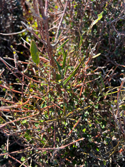 (c) Rock McLaren, some rights reserved (CC BY) Parsonsia capsularis, photograph (c) Rock McLaren, some rights reserved (CC BY)