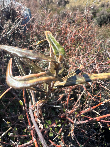 Parsonsia capsularis, photograph 3