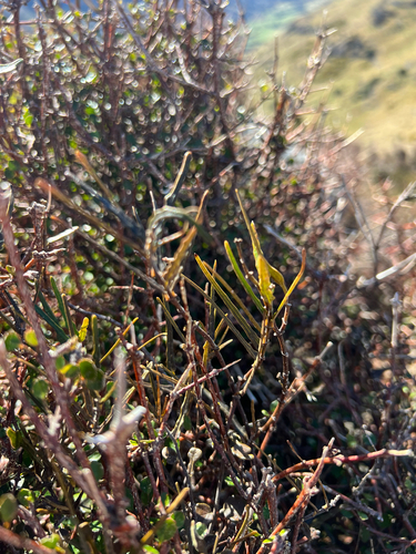 Parsonsia capsularis, photograph 1