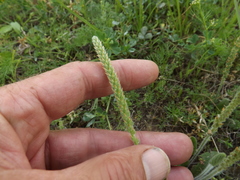 Plantago virginica